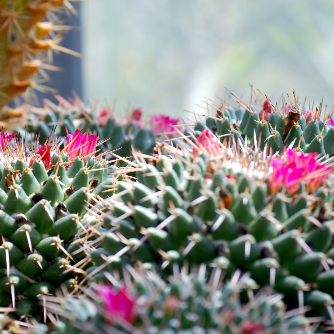 Cactus Bloom Fragrance Oil