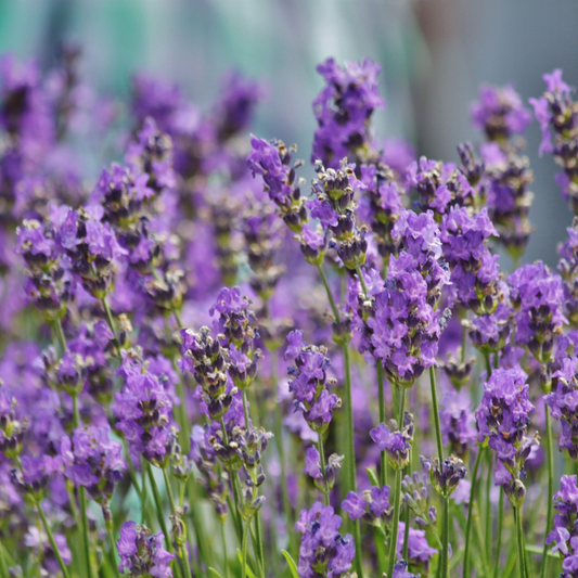Lavender + Lemongrass Essential Oil Blend